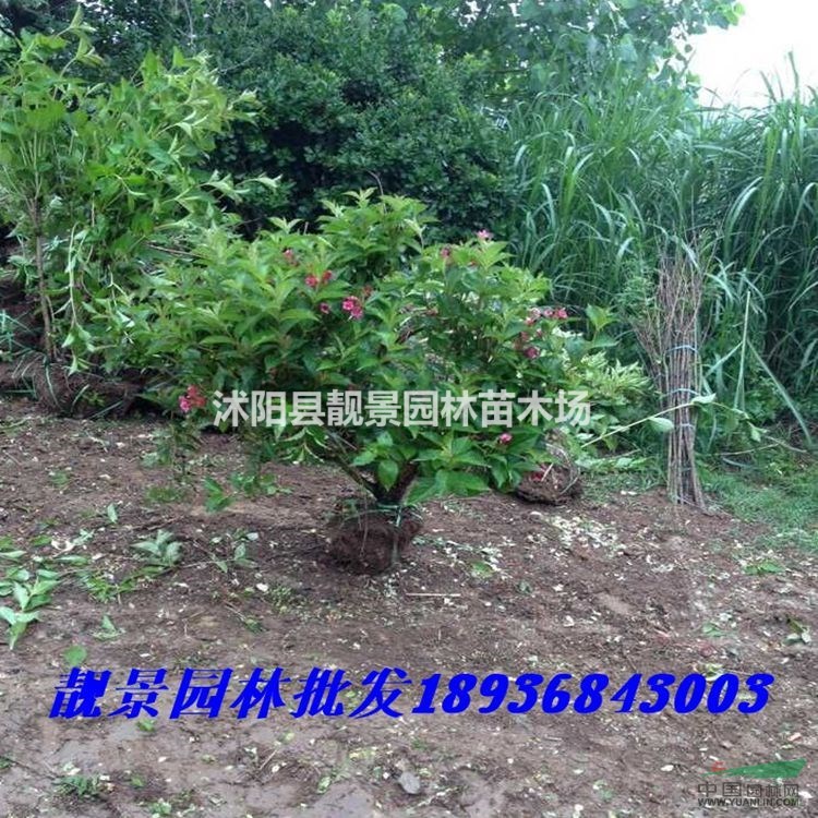 红王子锦带丛生价格 红王子锦带10分支图片及种植方法