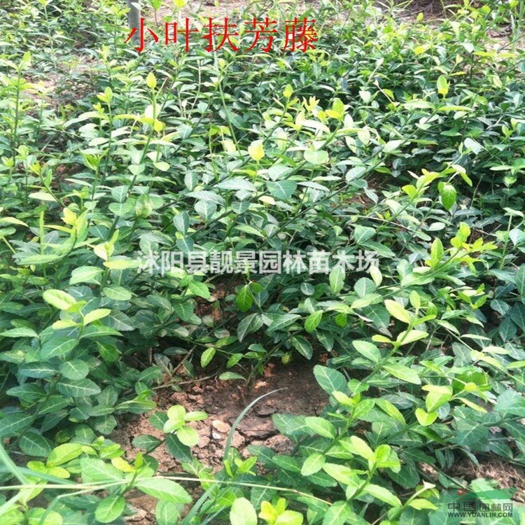 小叶扶芳藤价格 小叶扶芳藤种植方法及简介 苗圃直销