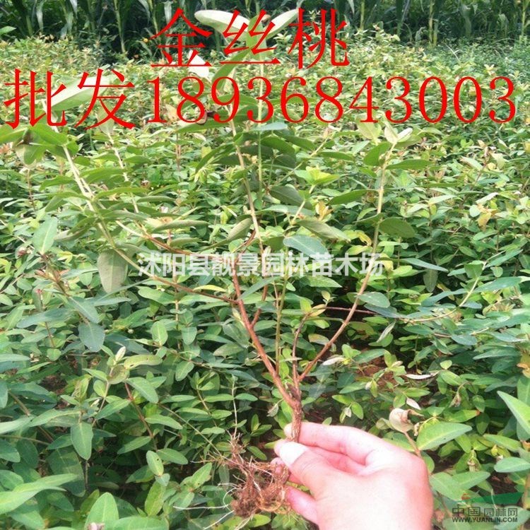 金丝桃价格 金丝桃种植方法及简介 金丝桃图片