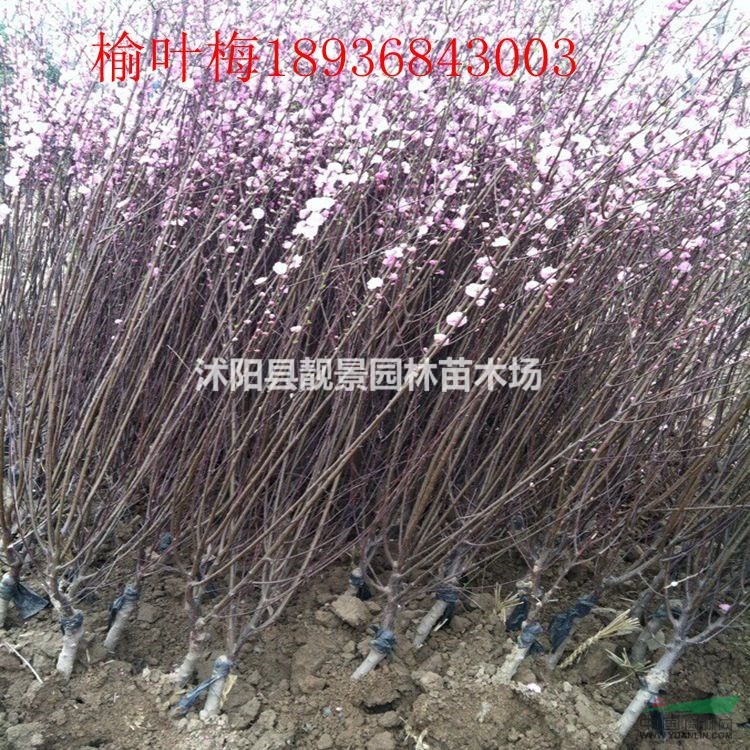 榆叶梅价格 榆叶梅嫁接种植及简介 榆叶梅图片