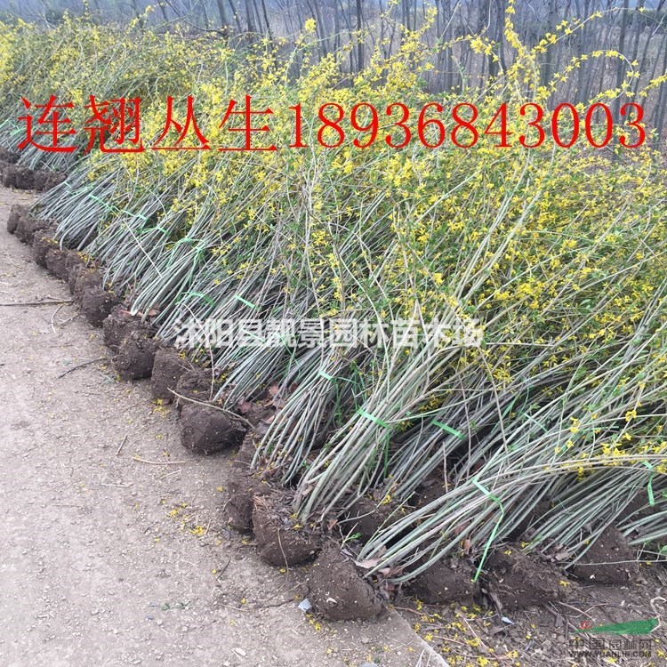 连翘丛生价格 连翘种植方法及介绍 连翘球状