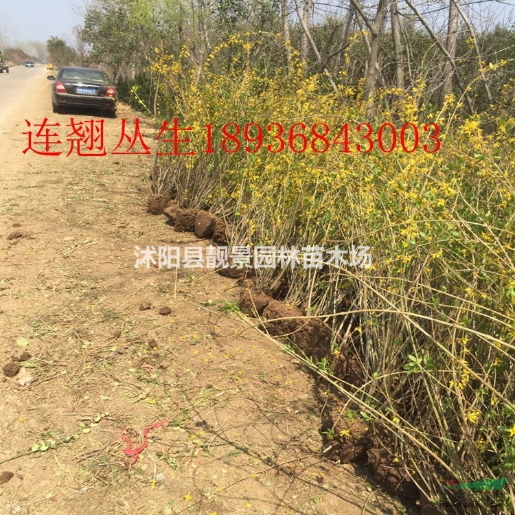 连翘丛生价格 连翘种植方法及介绍 连翘球状
