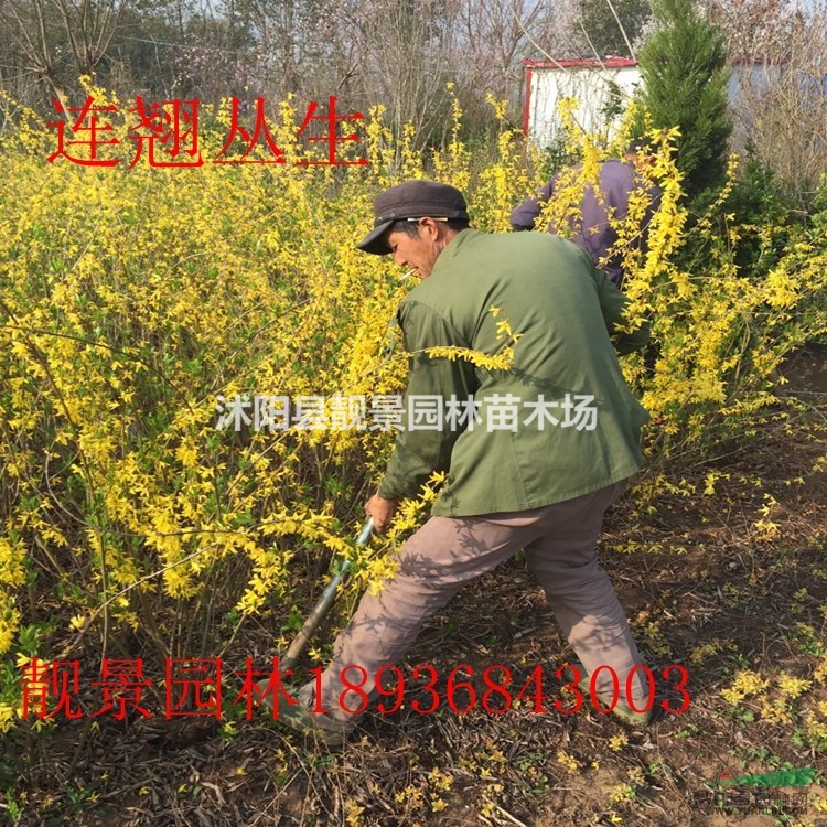 连翘丛生价格 连翘种植方法及介绍 连翘球状