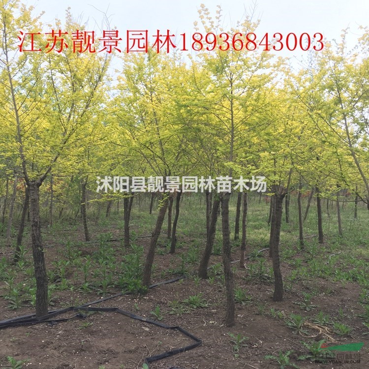 金叶榆价格 金叶榆嫁接方法及简介 金叶榆工程苗供应