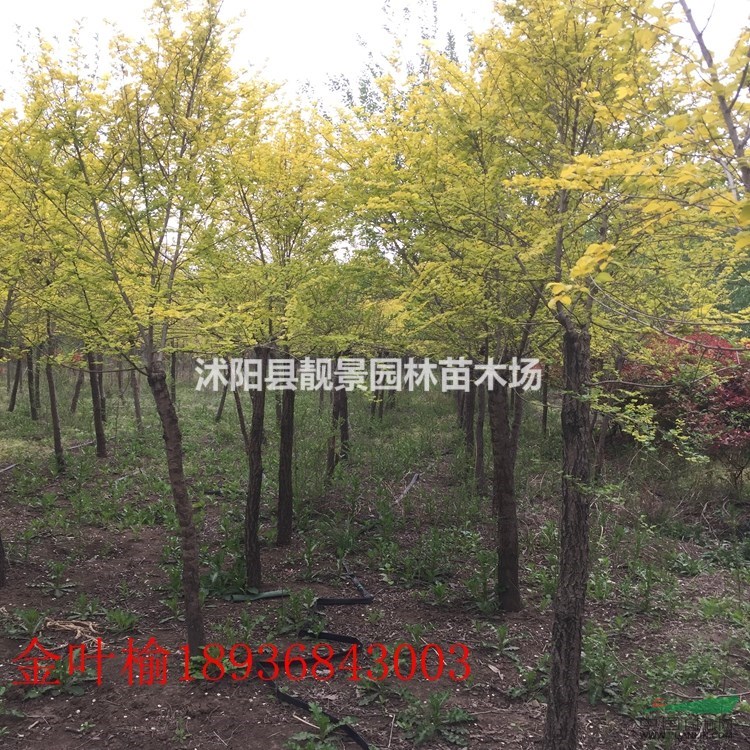 金叶榆价格 金叶榆嫁接方法及简介 金叶榆工程苗供应