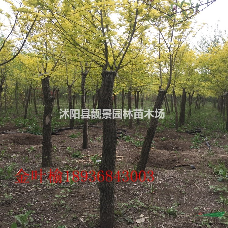 金叶榆价格 金叶榆嫁接方法及简介 金叶榆工程苗供应