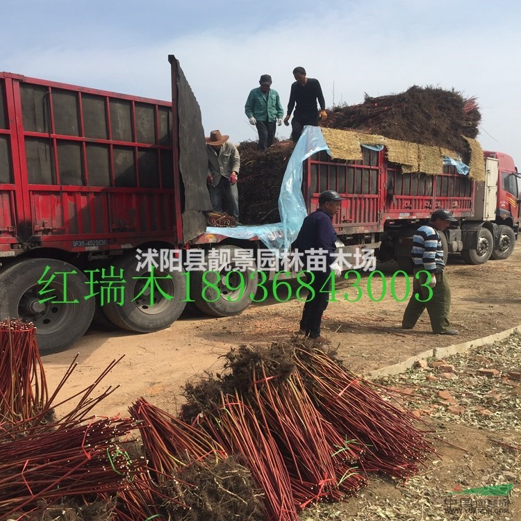 丛生红瑞木价格 红瑞木丛生工程苗 红瑞木种植及介绍