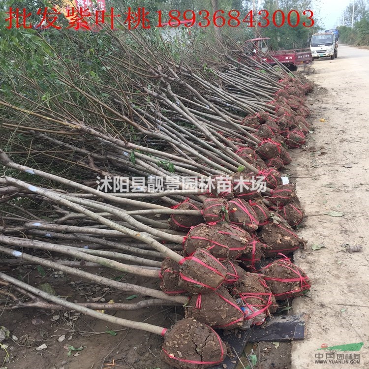 紫叶桃价格 紫叶桃种植方法及简介 紫叶桃图片