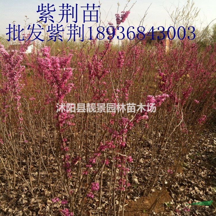 紫荆树苗价格 紫荆树种植方法及简介 紫荆苗图片及批发