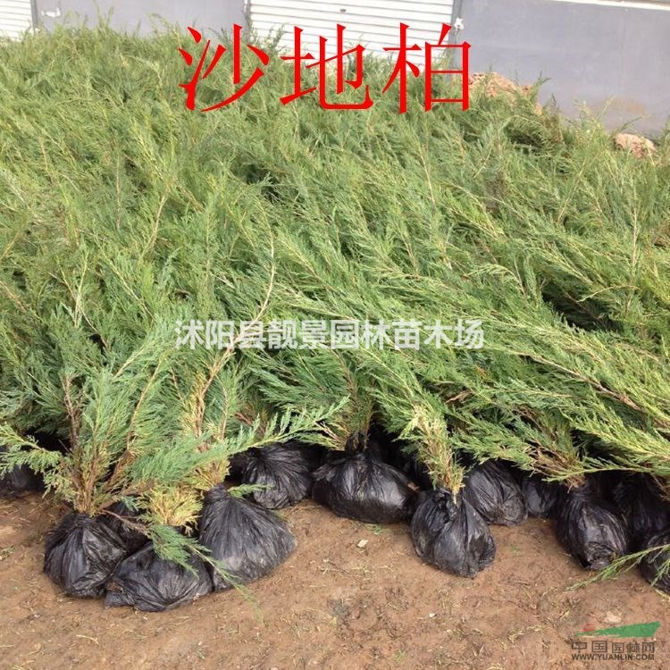 沙地柏价格 沙地柏种植方法及简介 沙地柏苗圃直销