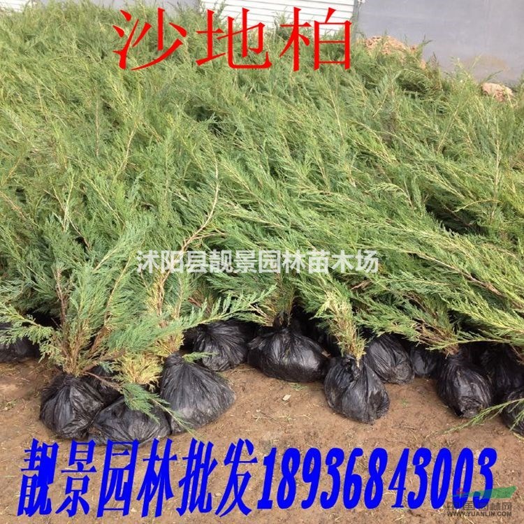 沙地柏价格 沙地柏种植方法及简介 沙地柏苗圃直销