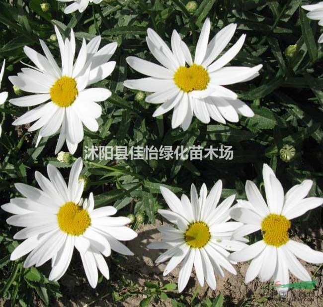  大濱菊   大濱菊小苗    大濱菊園林綠化