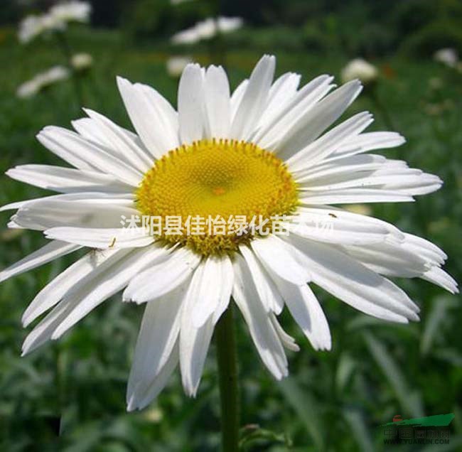  大濱菊   大濱菊小苗    大濱菊園林綠化