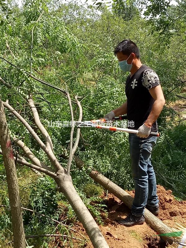 供应10--25公分国槐，