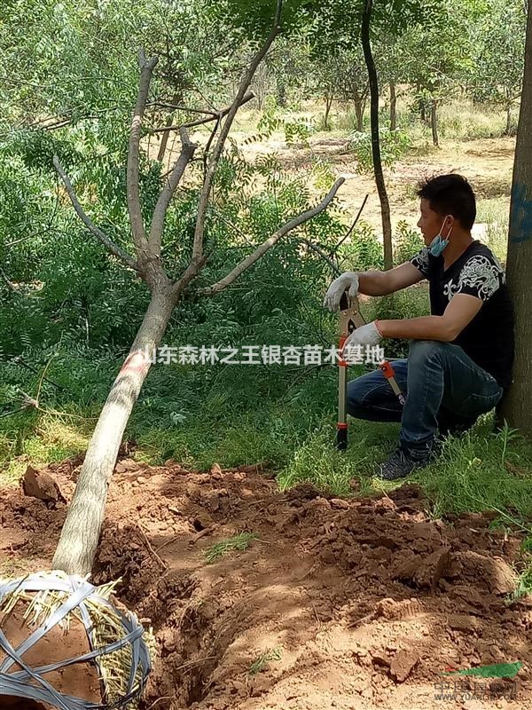 供应10--25公分国槐，