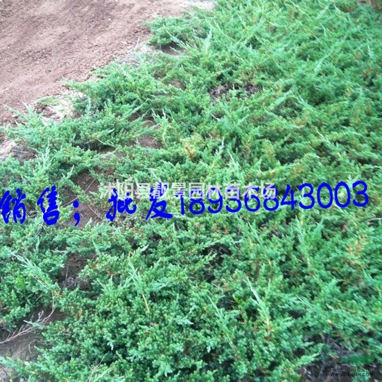 铺地柏价格 铺地柏种植方法及简介 苗圃直销爬地柏