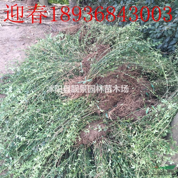 迎春花苗价格 迎春种植方法及简介 苗圃直销迎春苗