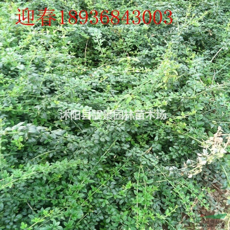 迎春花苗价格 迎春种植方法及简介 苗圃直销迎春苗