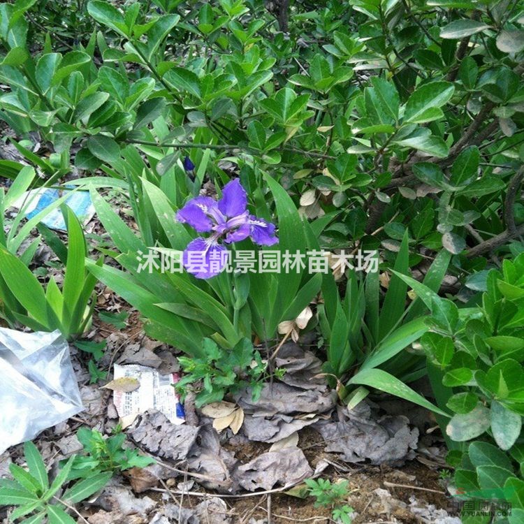 水生鸢尾价格 鸢尾种植方法及简介 苗圃直销鸢尾苗