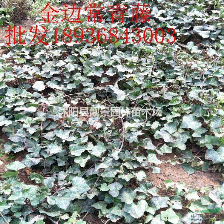 金边常青藤价格 金边常青藤种植方法及简介 苗圃直销金边常青藤