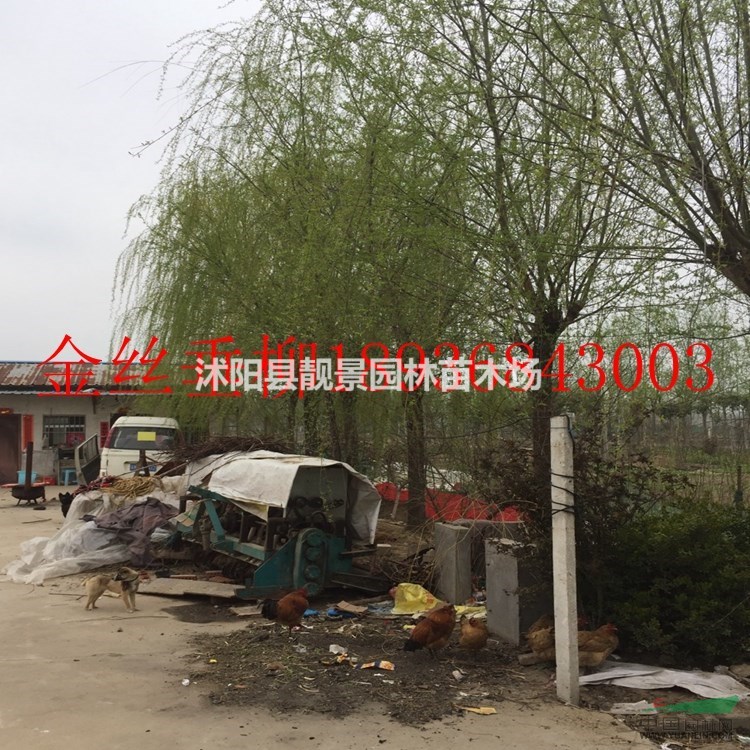 垂柳价格 垂柳种植方法及简介 垂柳绿化工程苗批发
