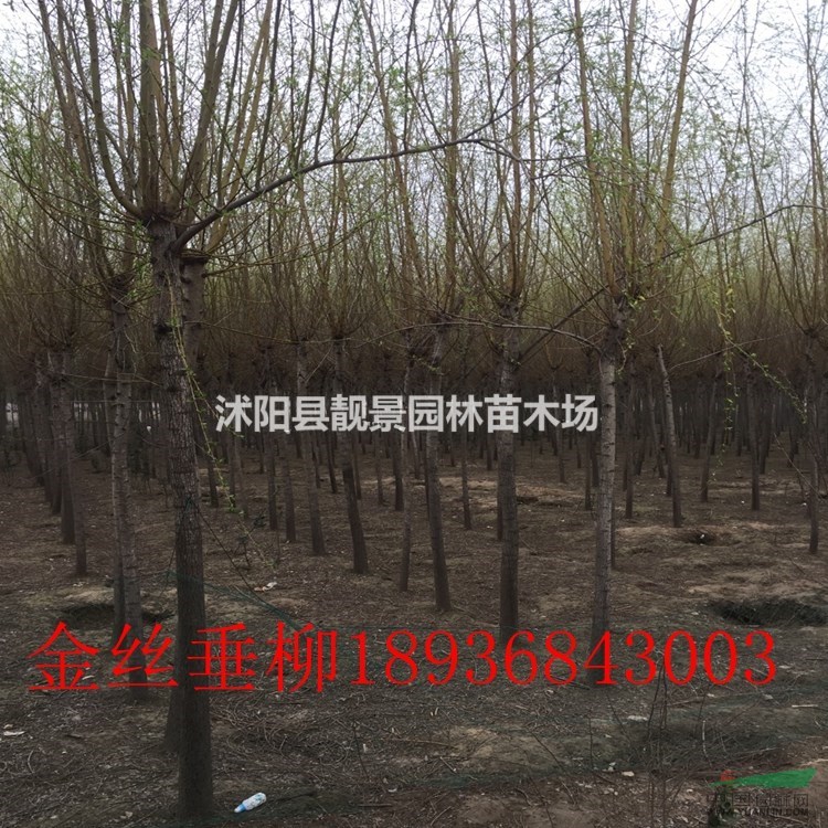 垂柳价格 垂柳种植方法及简介 垂柳绿化工程苗批发