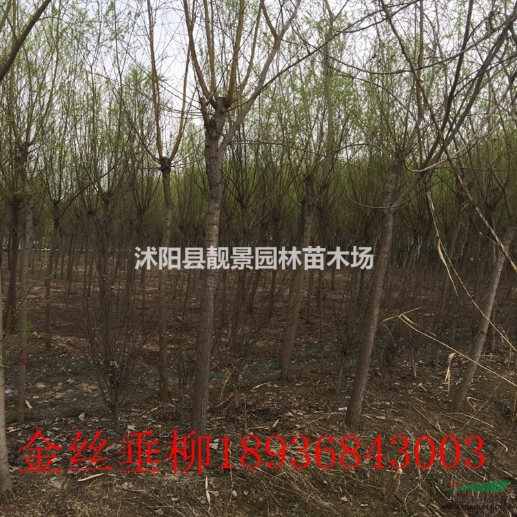 垂柳价格 垂柳种植方法及简介 垂柳绿化工程苗批发