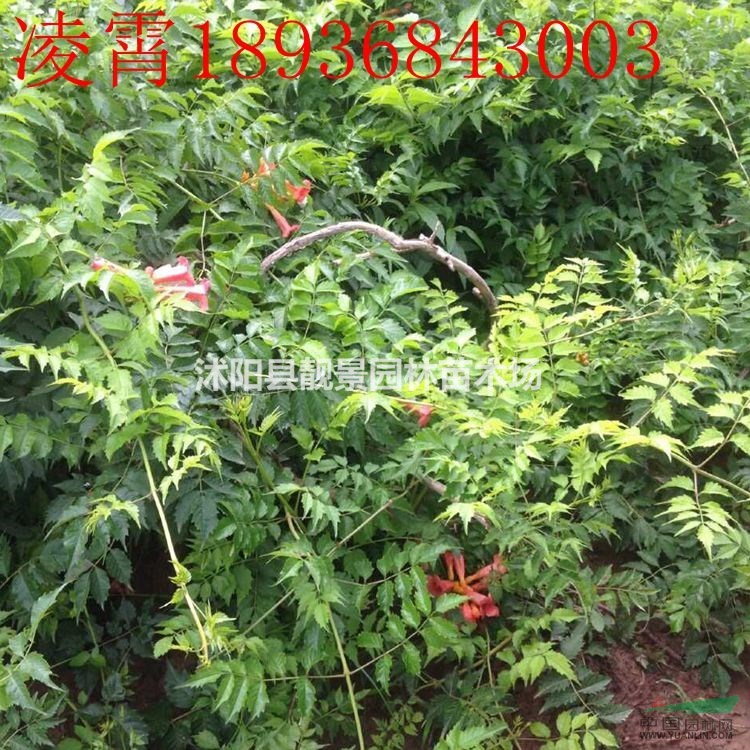 凌霄价格 凌霄种植方法及简介 苗圃直销凌霄苗