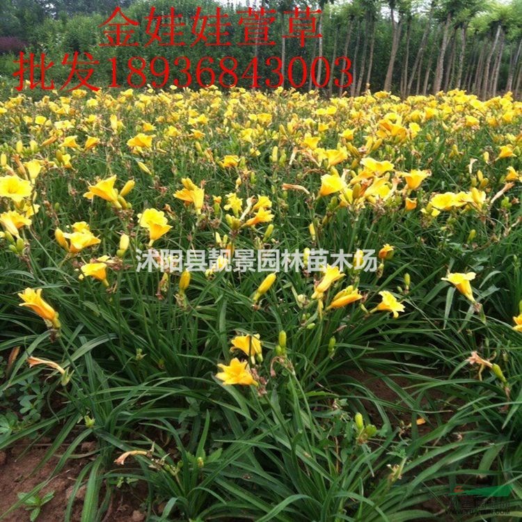 金娃娃萱草价格 金娃娃萱草种植方法及简介 金娃娃萱草苗圃直销