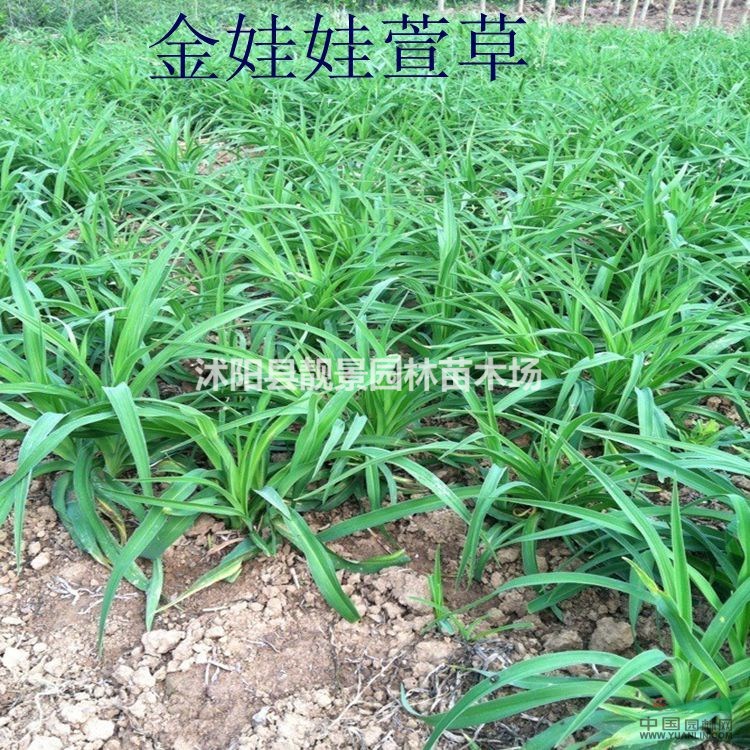 金娃娃萱草价格 金娃娃萱草种植方法及简介 金娃娃萱草苗圃直销