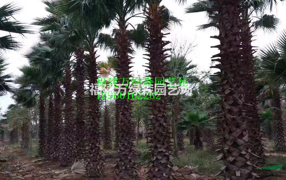 福建老人葵移植苗/袋裝苗的價(jià)格，福建老人葵哪里有袋裝苗/移植