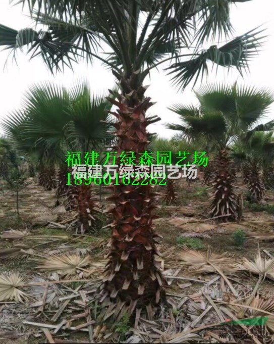 福建老人葵移植苗/袋裝苗的價(jià)格，福建老人葵哪里有袋裝苗/移植