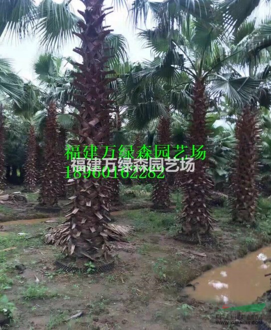 廈門華棕/莆田華棕/福州華棕/三明華棕/龍巖華棕的價格哪里有