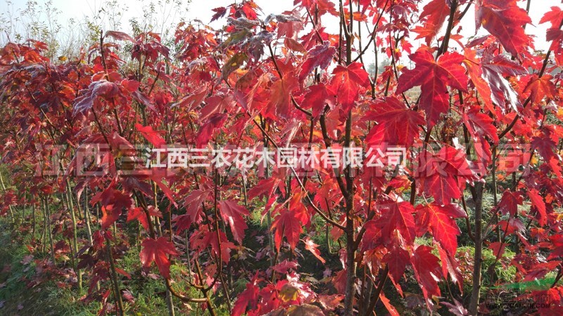 3公分美國紅楓 行道樹綠化首選，紅葉滿街不是夢