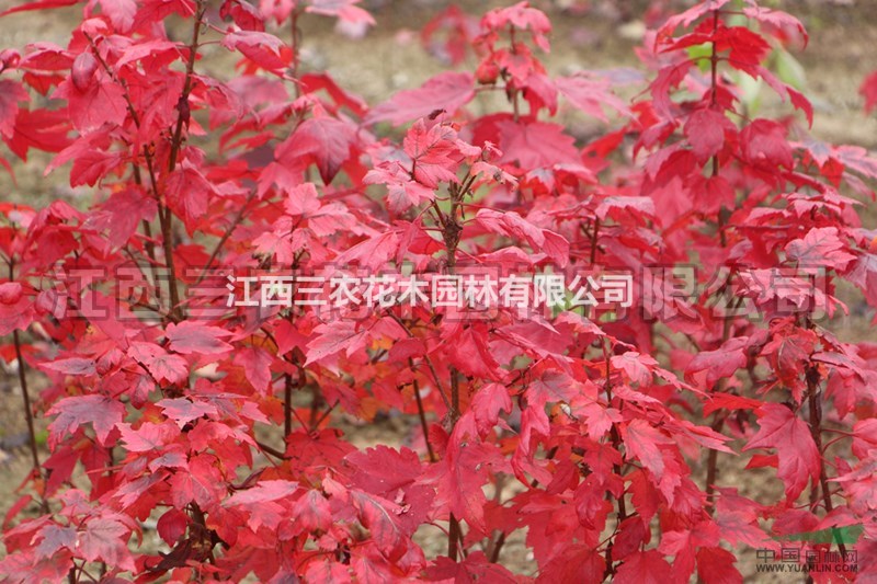 美國紅楓基地 從美國紅楓市場來縱觀彩葉樹的市場情況