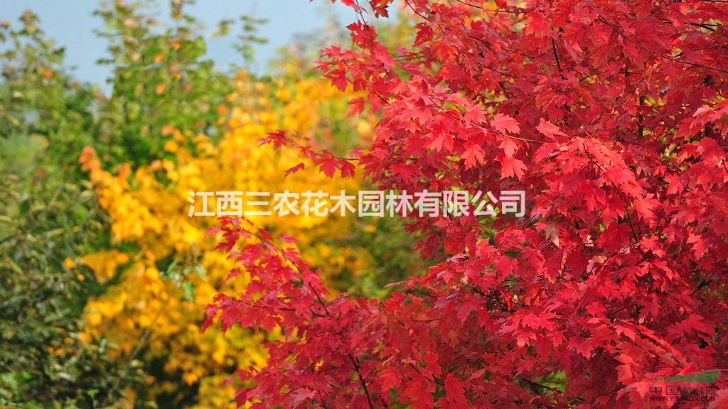 美國紅楓基地 從美國紅楓市場來縱觀彩葉樹的市場情況