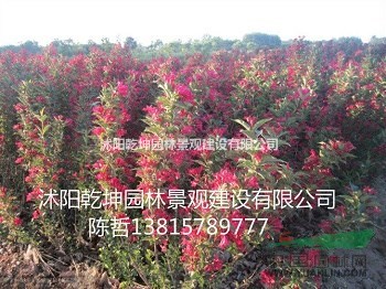 供應(yīng)紅葉石楠，紅王子錦帶，紅葉小檗，扶芳藤
