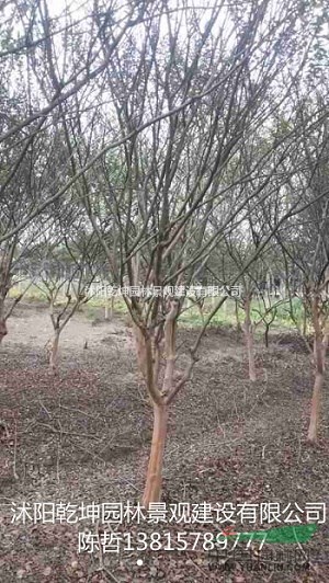 供應(yīng)櫻花，紫荊，紫薇，紫藤花