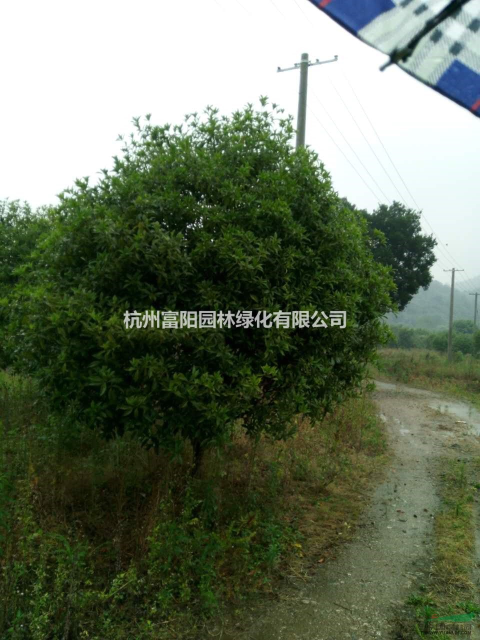 精品桂花超低價處理