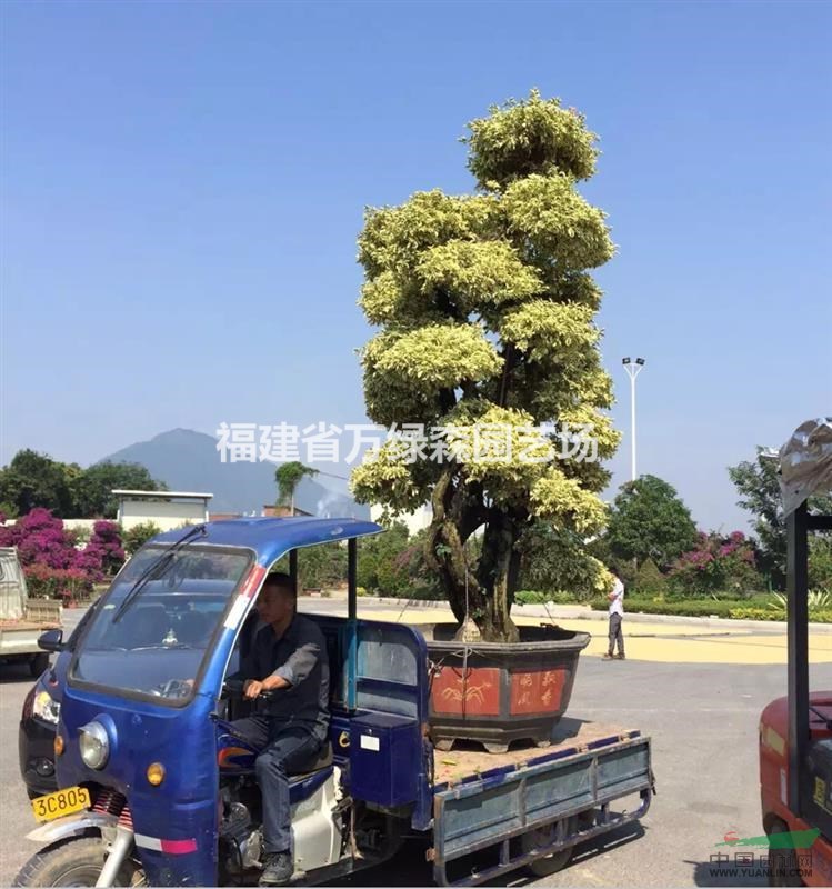 福州同安紅三角梅/莆田三角梅造型價格/泉州三角梅基地