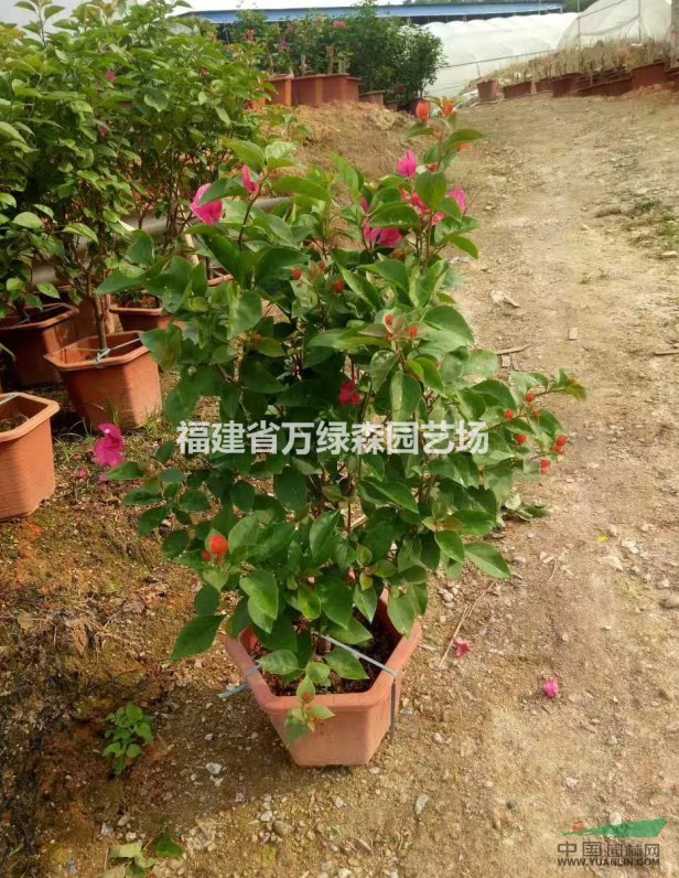 福建漳州三角梅小苗最大市場/云南造型三角梅最大生產(chǎn)基地