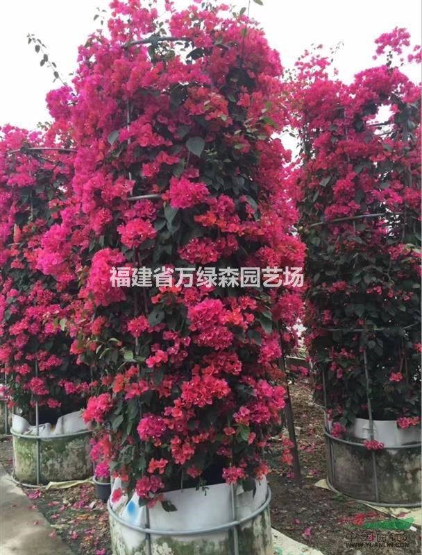 福建漳州三角梅小苗最大市場/云南造型三角梅最大生產(chǎn)基地