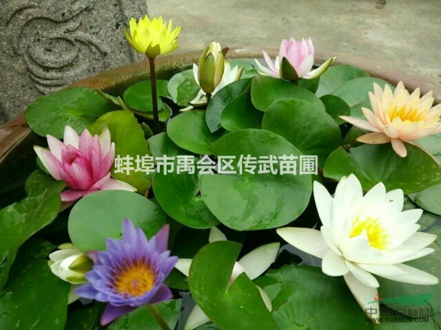 杭州蕭山新街大量供應(yīng)各種優(yōu)質(zhì)睡蓮，自產(chǎn)自銷