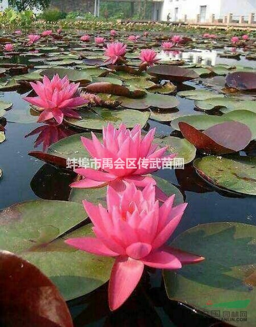 杭州蕭山新街大量供應(yīng)各種優(yōu)質(zhì)睡蓮，自產(chǎn)自銷