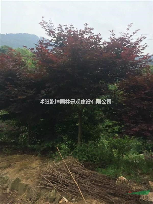 供應(yīng)優(yōu)質(zhì)刺柏，紅楓