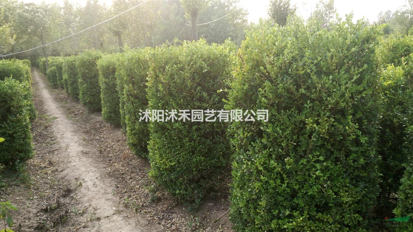 供瓜子黃楊柱