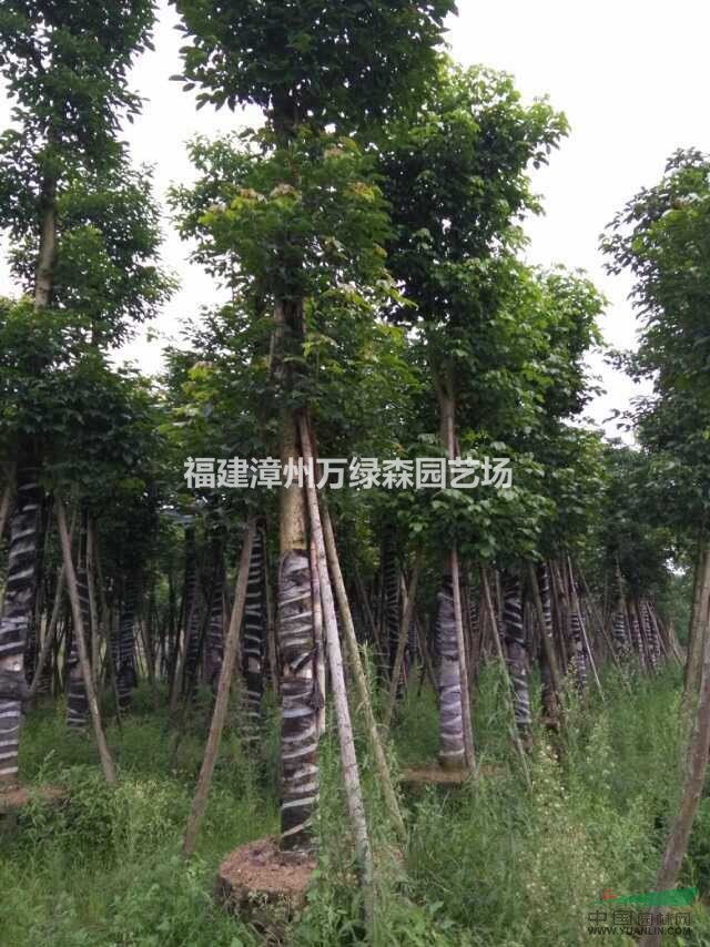 福建重陽木行情價格 福建大骨架重陽木 福建重陽木種植基地