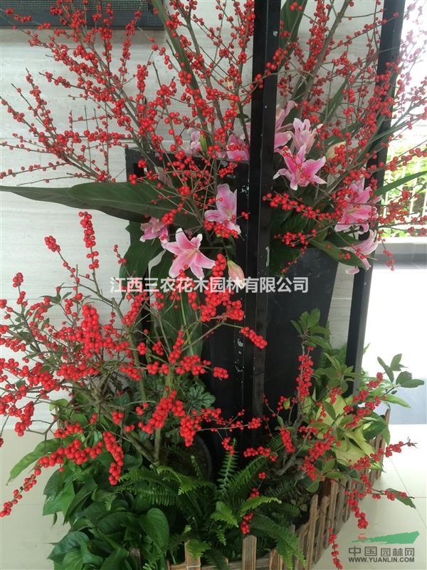  15公分（歐洲紅果冬青、超級(jí)紅千層、蘇格蘭金鏈）