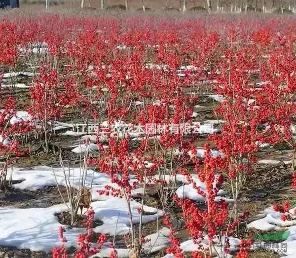  15公分（歐洲紅果冬青、超級(jí)紅千層、蘇格蘭金鏈）