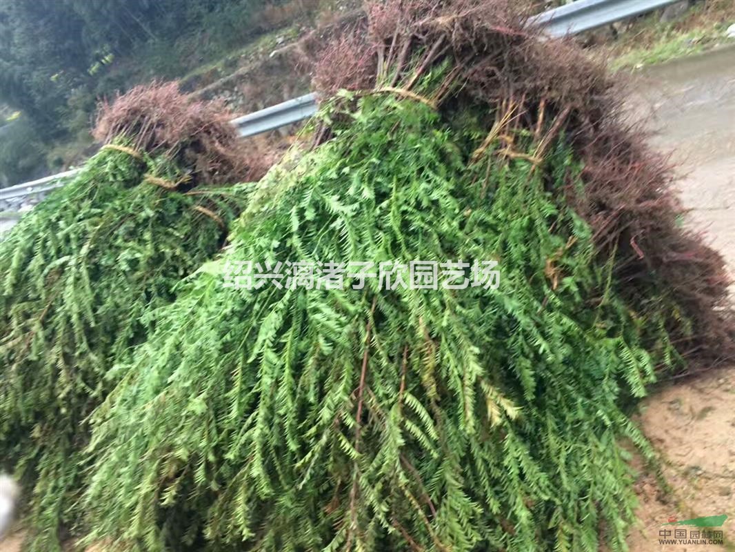 大量紅豆杉小苗 自產自銷 農戶價